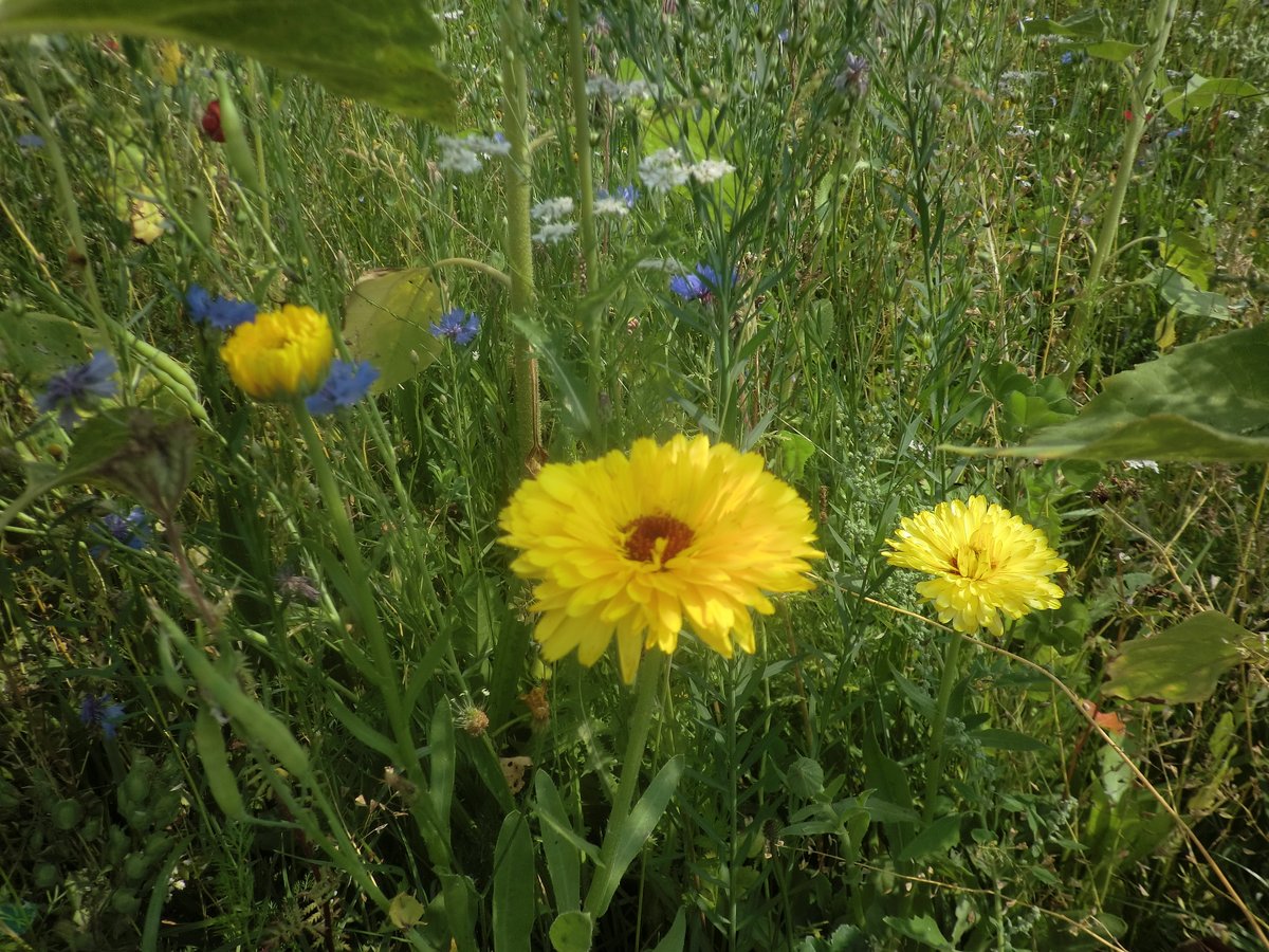 Am Plaßgraben: Bunte Blütenvielfalt