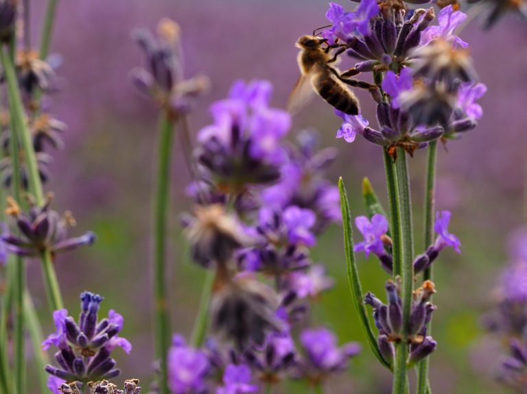 Europäische Bürgerinitiative: Bienen + Bauern retten!”